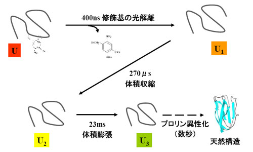 apoPc_folding_scheme