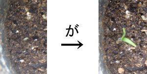 g}gr