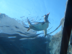 ペンギン