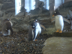 ペンギン