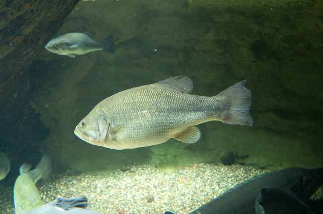 Shedd Aquarium