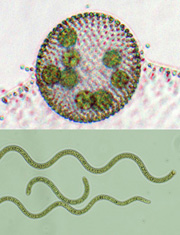 Hatching of Volvox carteri