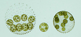 Various Stages of Volvox carteri